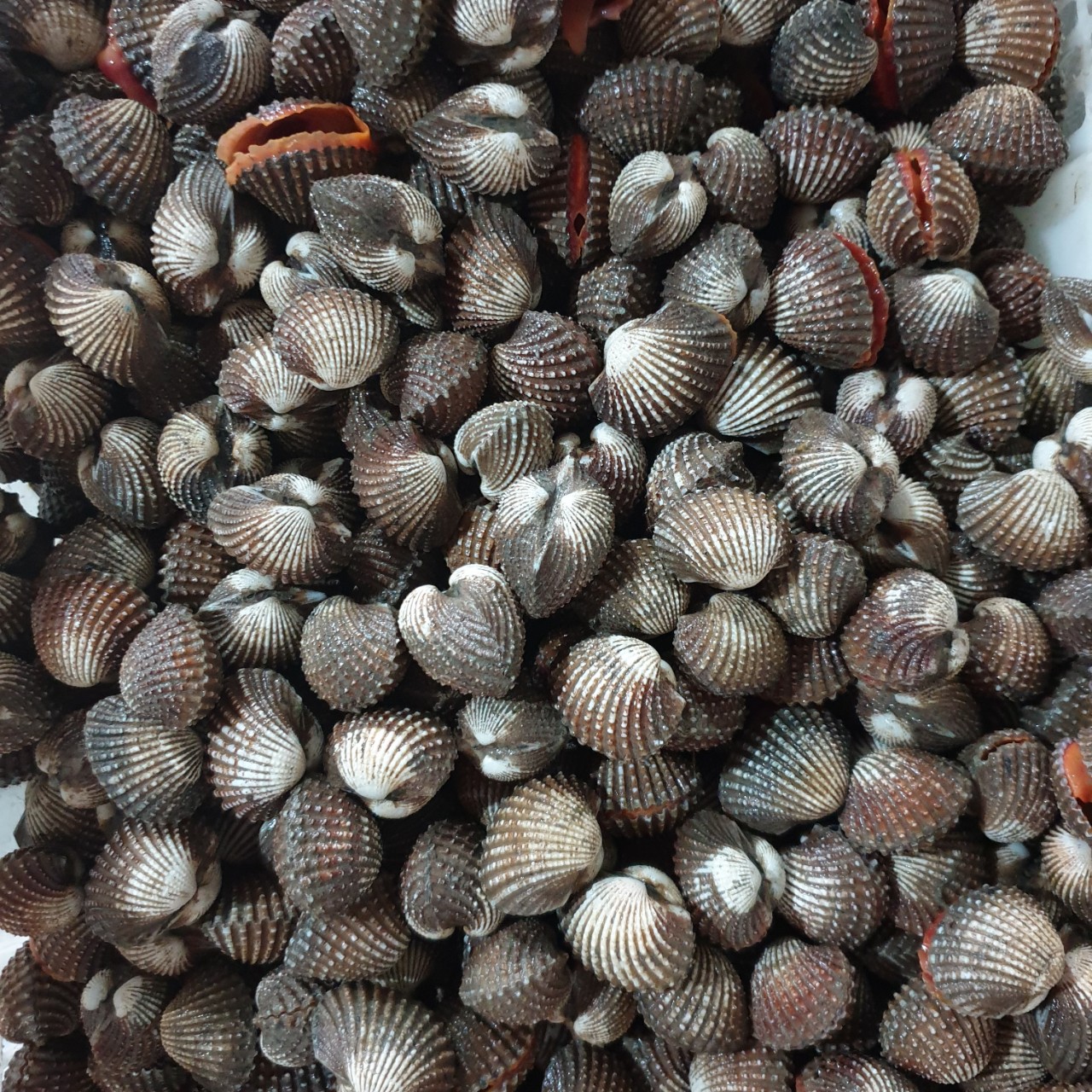 Kerang Komak/ 꼬막 조개/ コマ貝 – sinarel